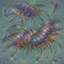 n01784675 centipede